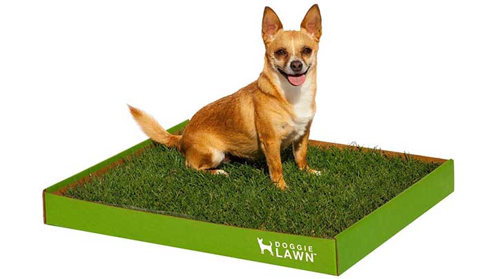 Chihuhahua siting on a doggie lawn potty training tool