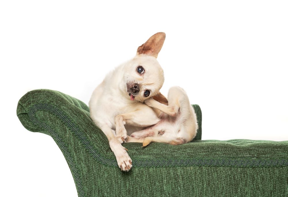 cream shorthaired chihuahua lying on a green chaise lounger scratching behind his ear all white backgound