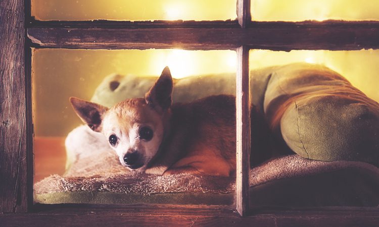 old chihuahua lying on bed looking out the window facing camera yellow background