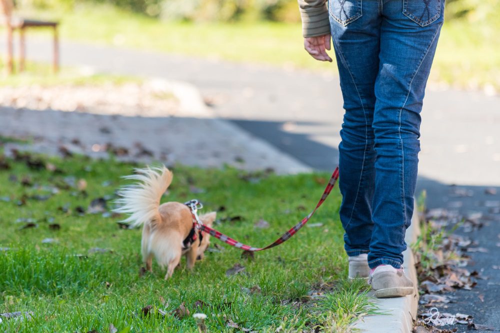 woman's legs and a fawn and white long haired chihuahua walking on a leash in the grass while potty training