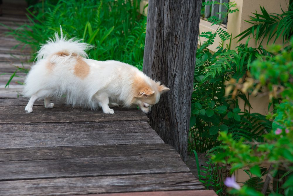 a long haired white and tan chihuahua on a boardwalk sniffing around a tree on the side of the boardwalk