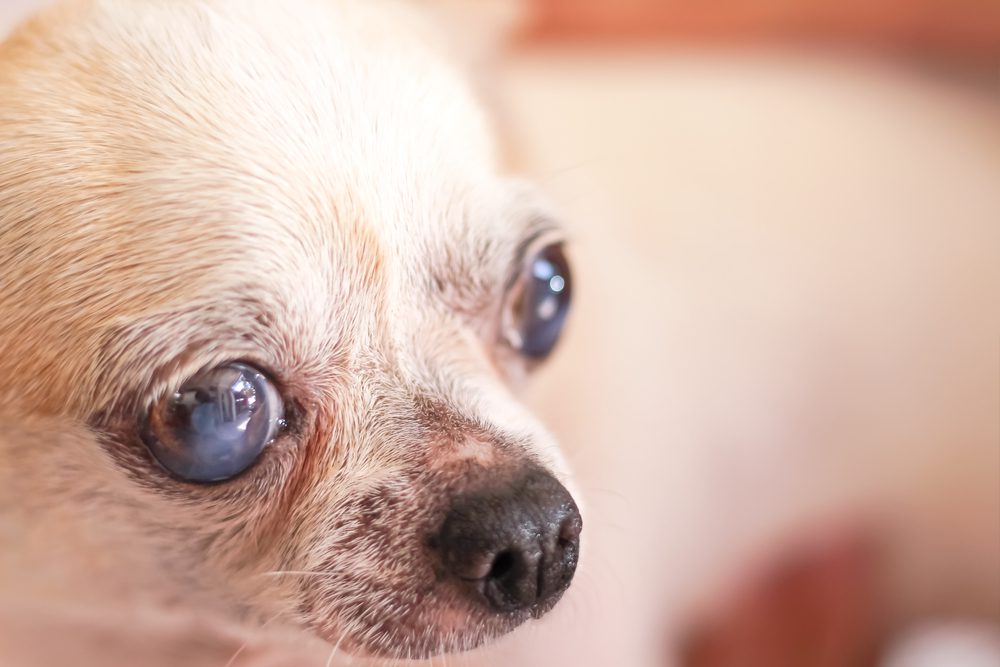 chihuahua with cloudy eyes and film over lens, perhaps cataracts