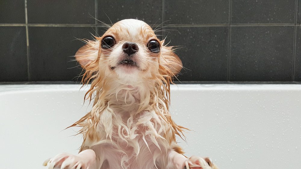a wet chihuahua in a bathtub clinging to the side. use a diy dog shampoo to bathe your Chihuahua