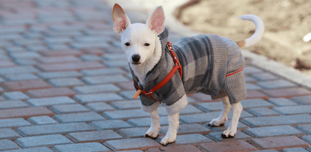 White Chihuahua wearing grey plaid sweater with red halter over the sweater standing on brick path