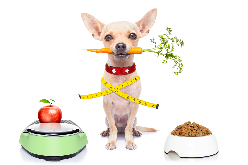 chihuahua sitting between scales with an apple and a bowl of kibble with carrot in his mouth and a measuring tape around his body