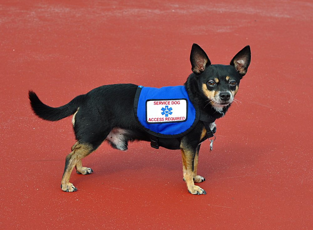 a chihuahua wearing a service dog identification halter