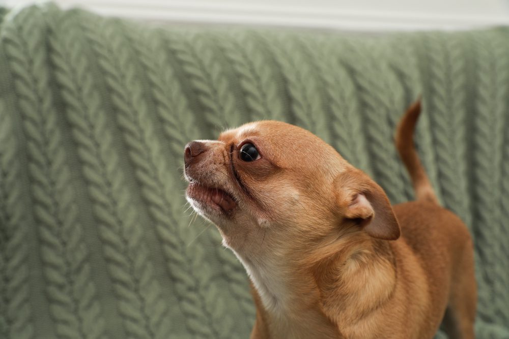 chihuahua on green couch baring his teeth at someone not in the picture