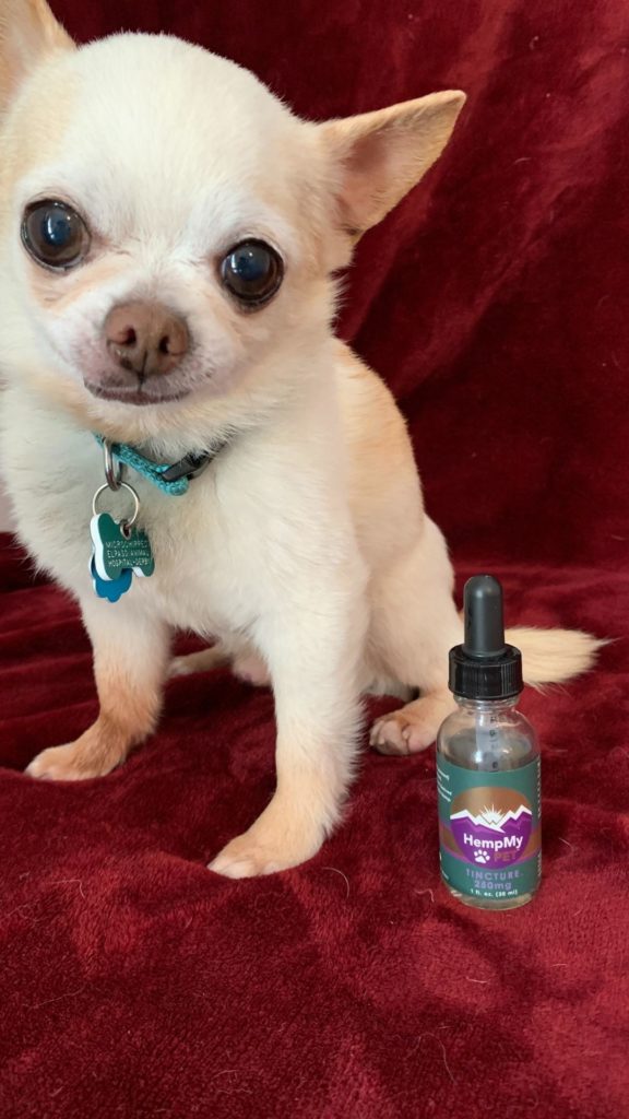 ChiChis And Me Sir Winston with his bottle of HempMyPet CBD oil.