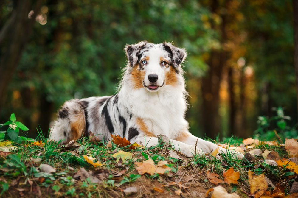 merle australian shepherd