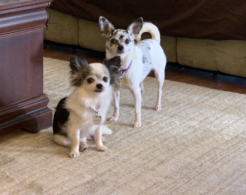 Two Chihuahuas one bigger sitting together. I one the alpha male or female