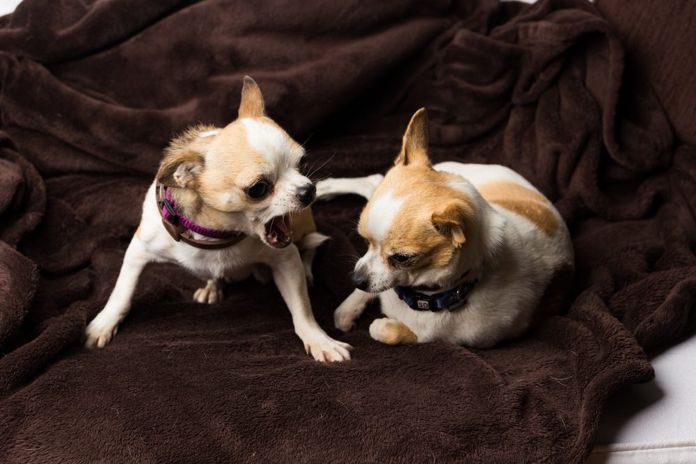 two chihuahuas one being aggressive toward the other. alpha dog