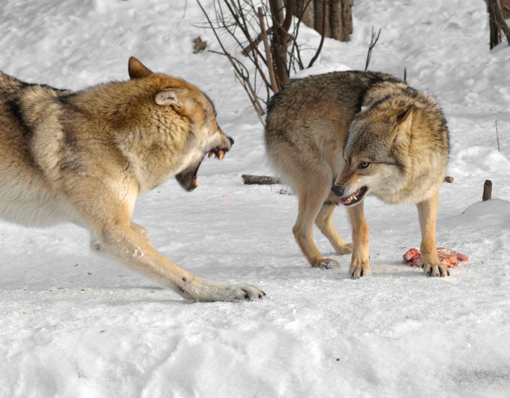 two wolves in snow fighting with showing of teeth are they fighting over dominance