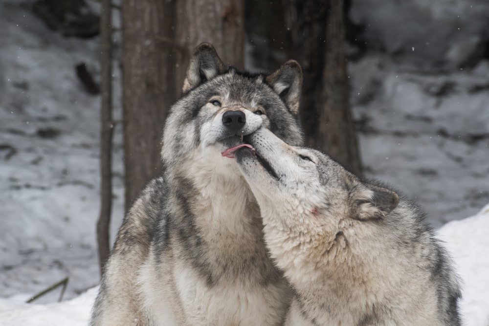 Two wolves in a snow scene being affectionate, one licking the other on the face
