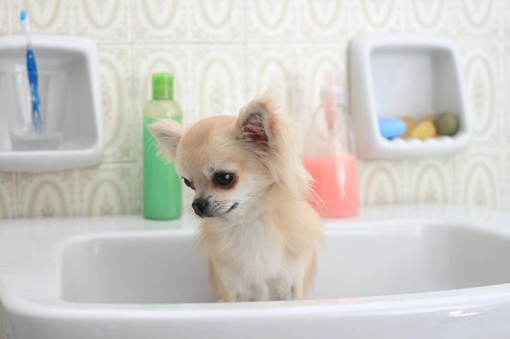 Chihuahua in bathtub, dawn dish soap is not  safe for chihuahua