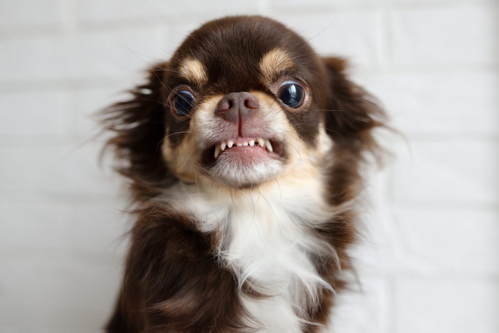 brown and white long haired chihuahua growling, showing teeth looking straight at the camera.
