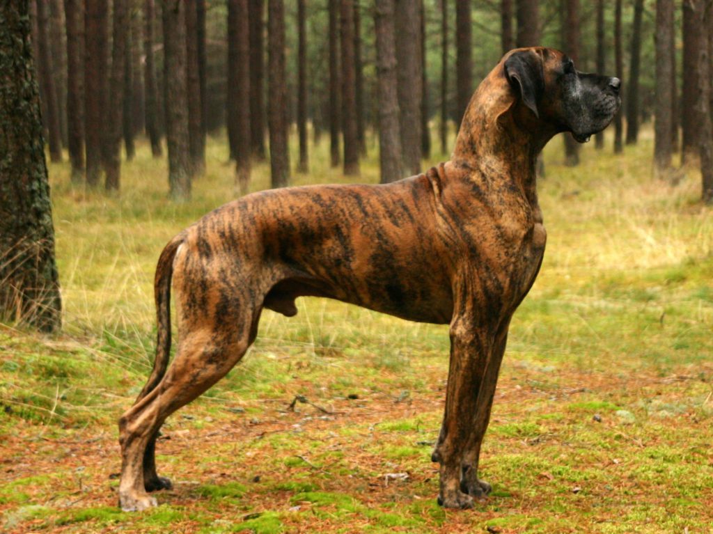 Side view of a regal looking brindle great dane