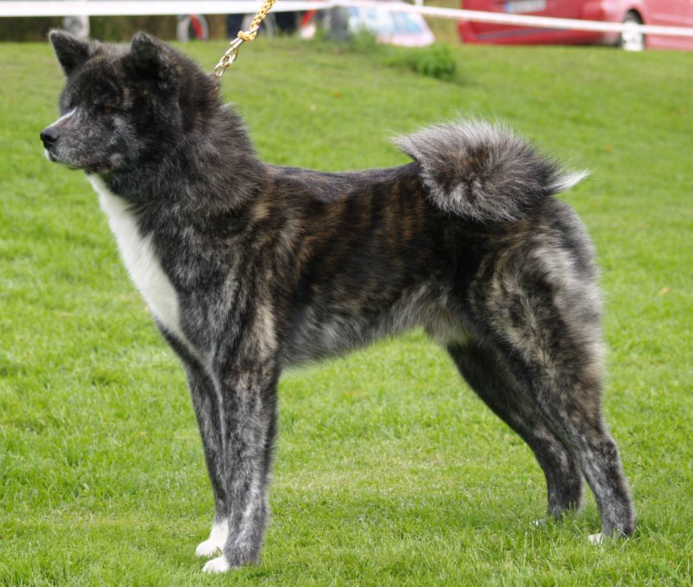 Side view of a black brindle Akita dog standing in grass