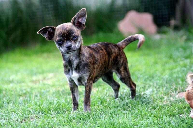 A black on brown brindle chihuahua standing in grass facing the camera