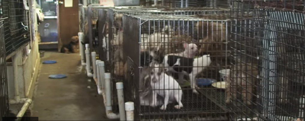 Inside a horrific puppy mill