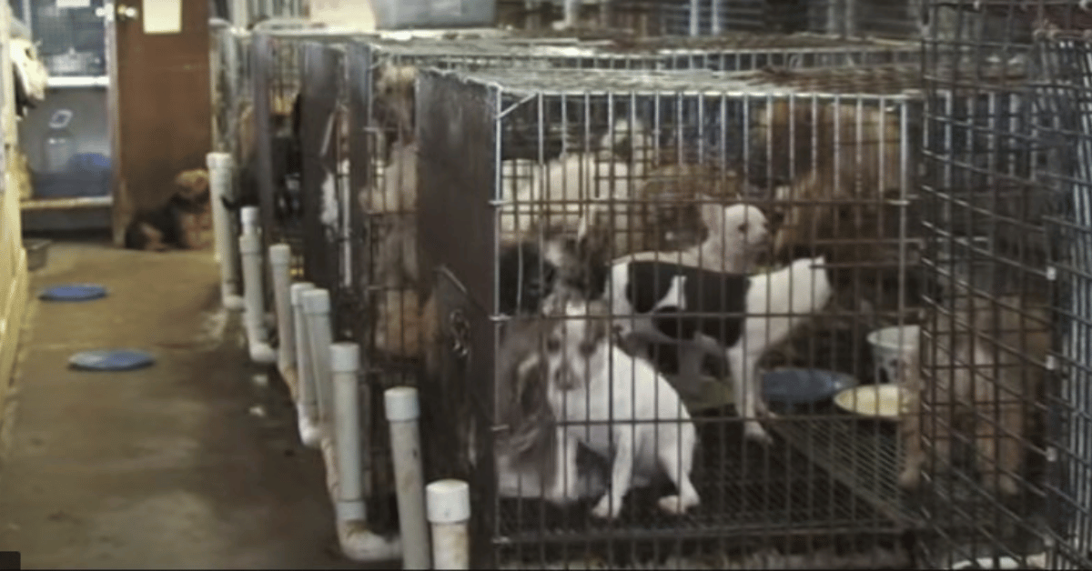How to stop puppy mills, Simple things you can do to help!