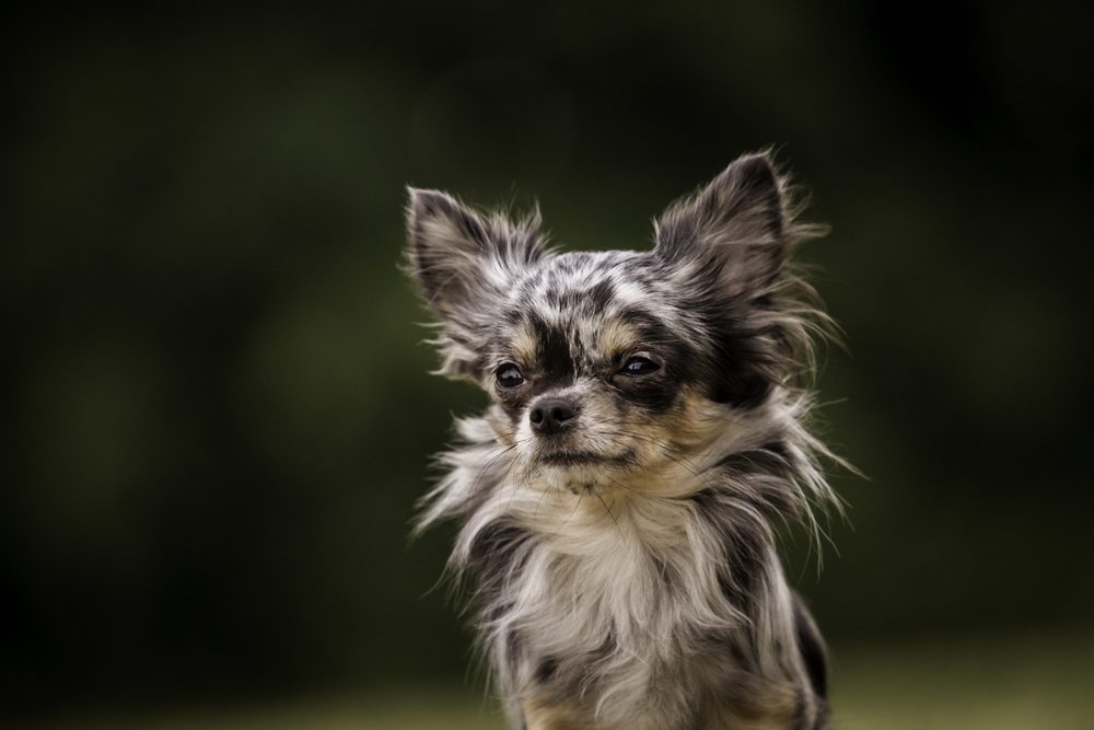 Long Hair Chihuahua - wide 9