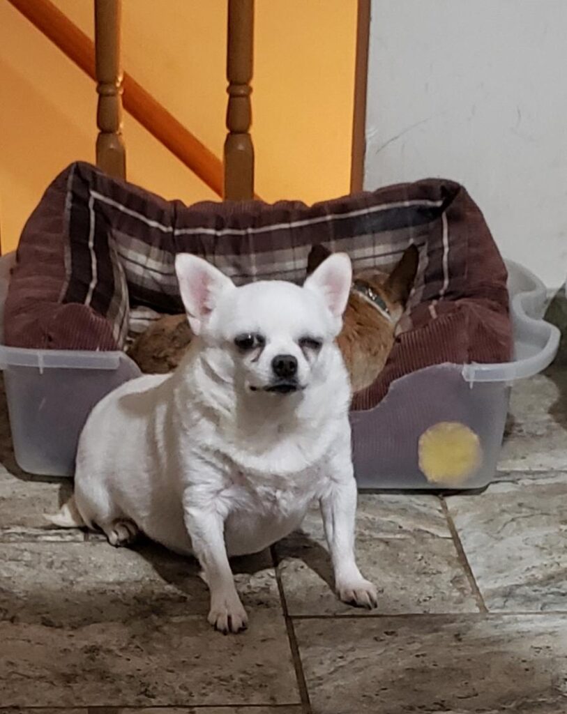 very overweight dog - obese chihuahua