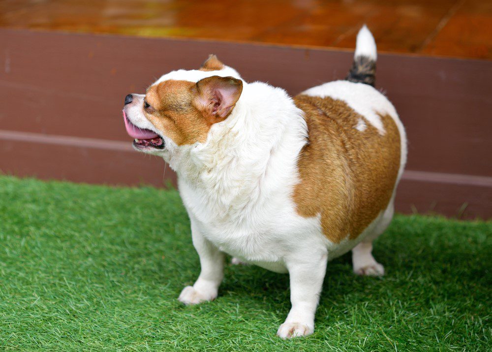 overweight dog-chihuahua