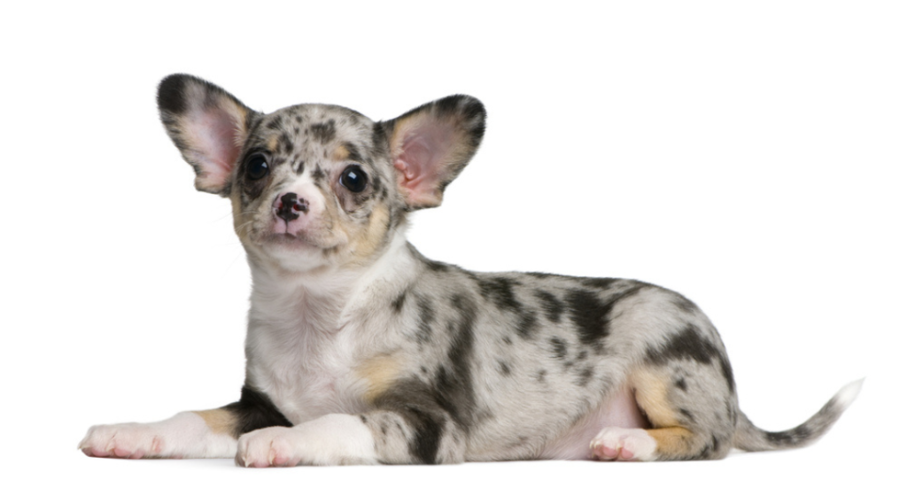 a blue merle chihuahua on white background