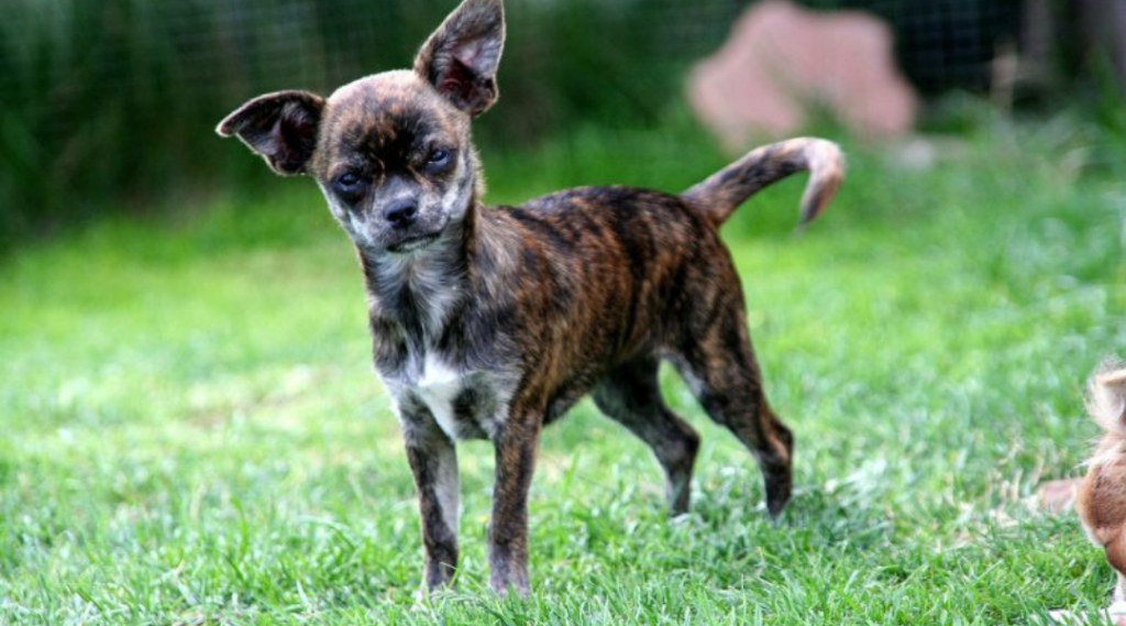 brindle chihuahua, rare, uncommon, coat pattern