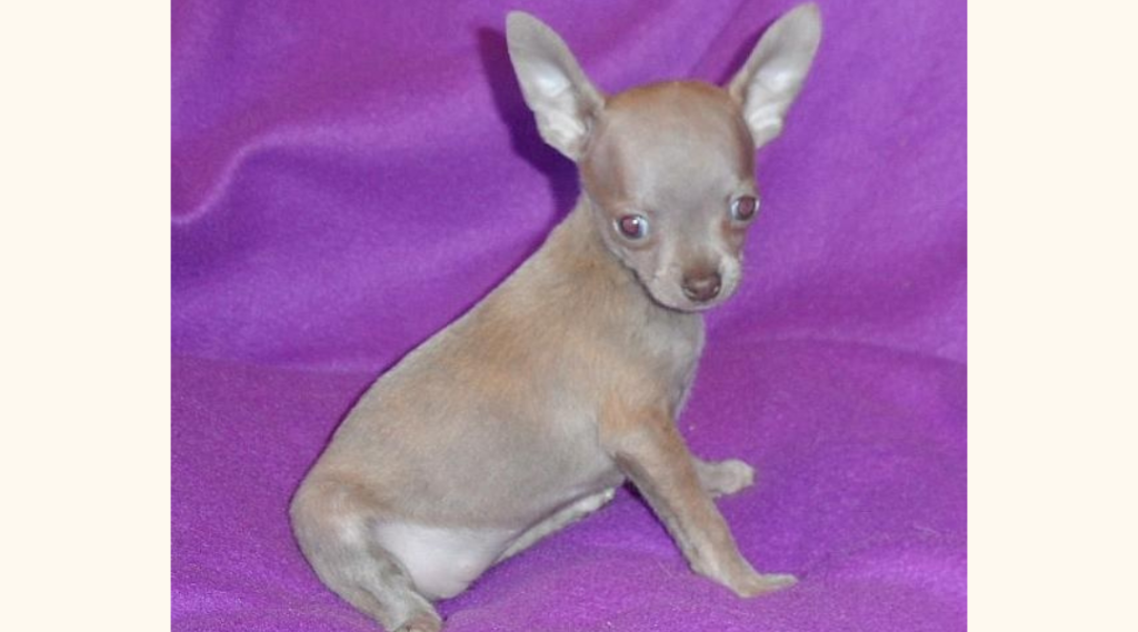 lavender or lilac color chihuahua