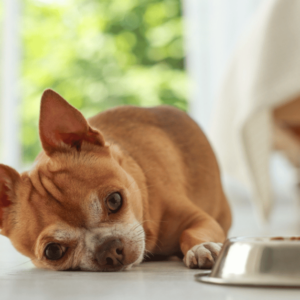 why a chihuahua may be a picky eater-chihuahua lying on side ignoring a bowl of kibble by his side