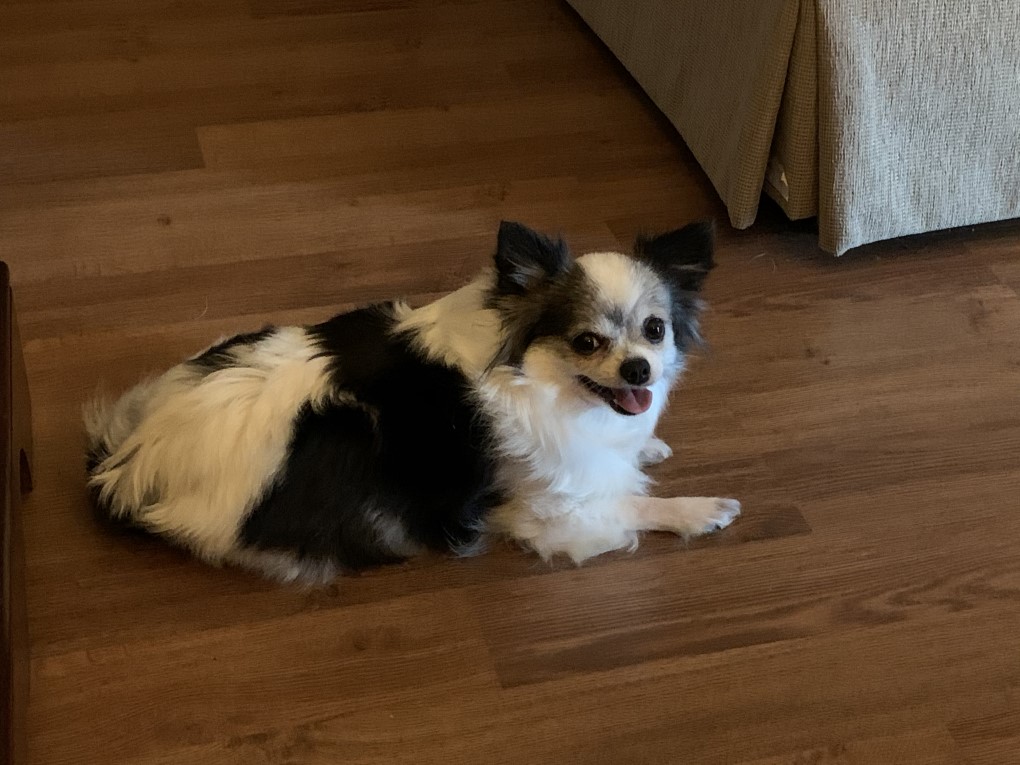 black and white overweight chihuahua