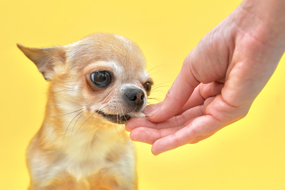 chihuahua being fed a piece of chicken yellow background