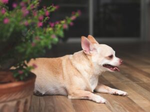 fat chihuahua laying showing side to camera, panting