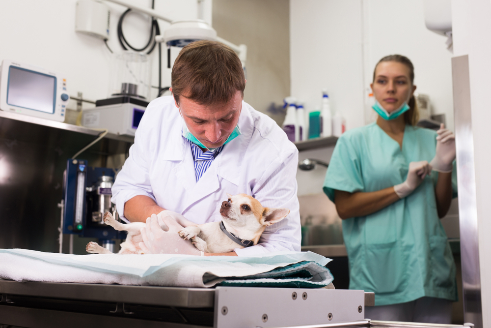 veterinarian laying a chihuahua on the table while a technician looks on
