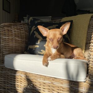 Chiclet the Chihuahua