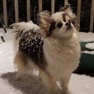 Gizmo Chihuahua