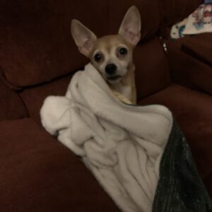 Kaianne the Chihuahua