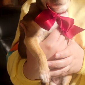 Bambi the Chihuahua with red bow