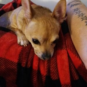 Milo the Chihuahua