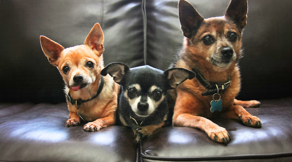 3 older rescued chihuahuas