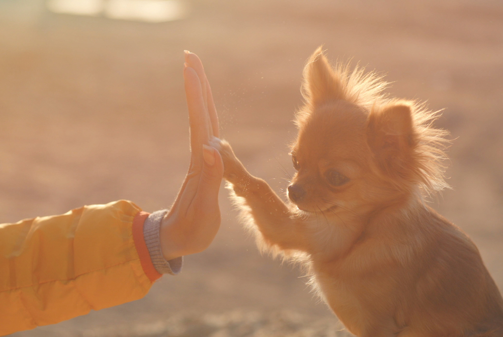 understand dogs' barks, a chihuahua high fiving a person