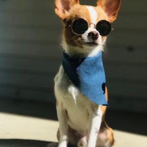 Rowin the Chihuahua