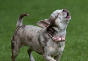 understand dogs' barks, a chihuahua in yard barking