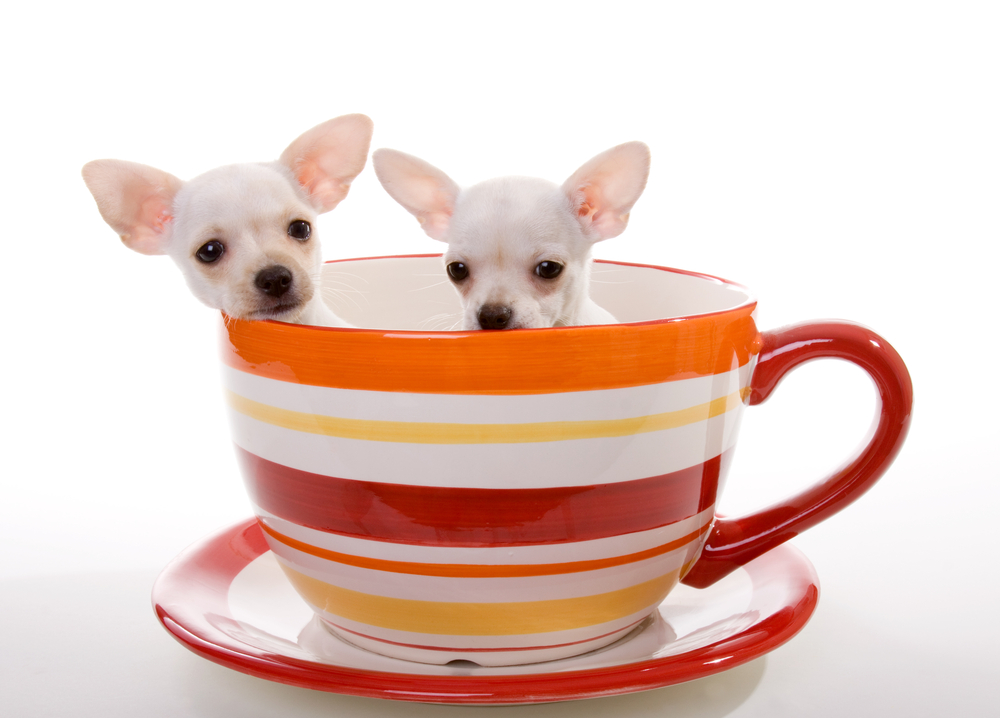 although these little Chihuahuas may fit in a teacup, they are NOT teacup Chihuahuas