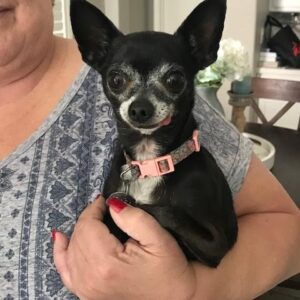 Sweeppea the Chihuahua