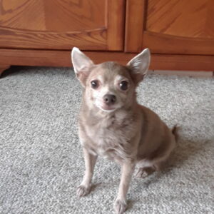 GiGi the Chihuahua