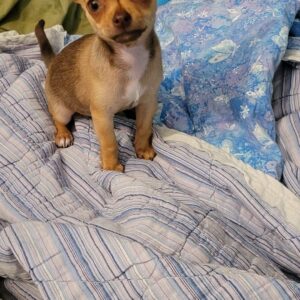 Little Bit the Chihuahua