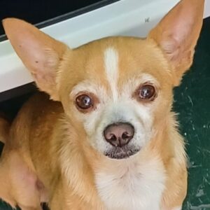 Lucky the Chihuahua