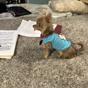 Kharma The Chihuahua